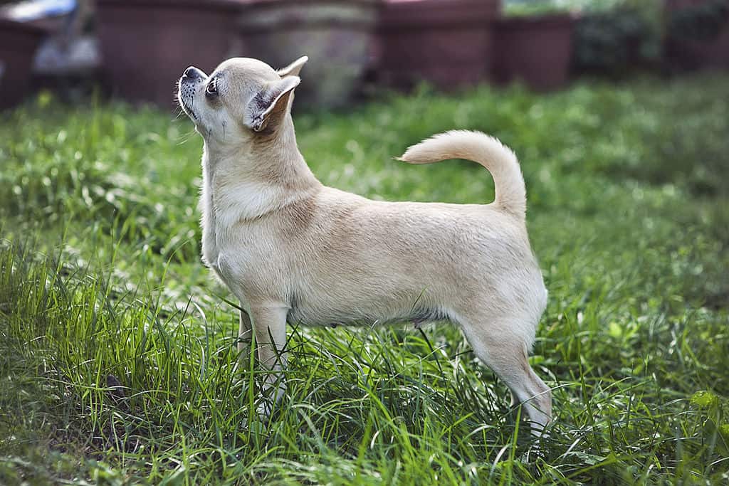 Chihuahua