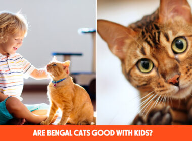 Are Bengal Cats Good with Kids