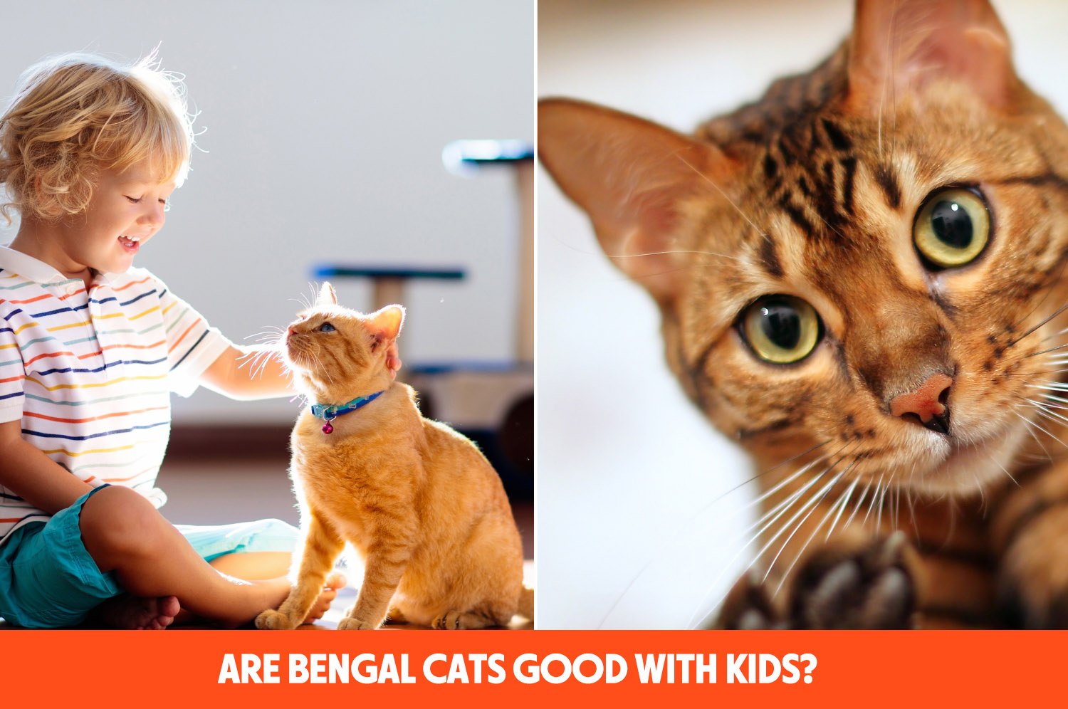Are Bengal Cats Good with Kids? (ANSWERED) ThePetsTome