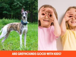Are Greyhounds Good With Kids?
