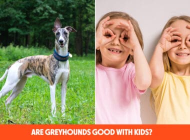 Are Greyhounds Good With Kids?