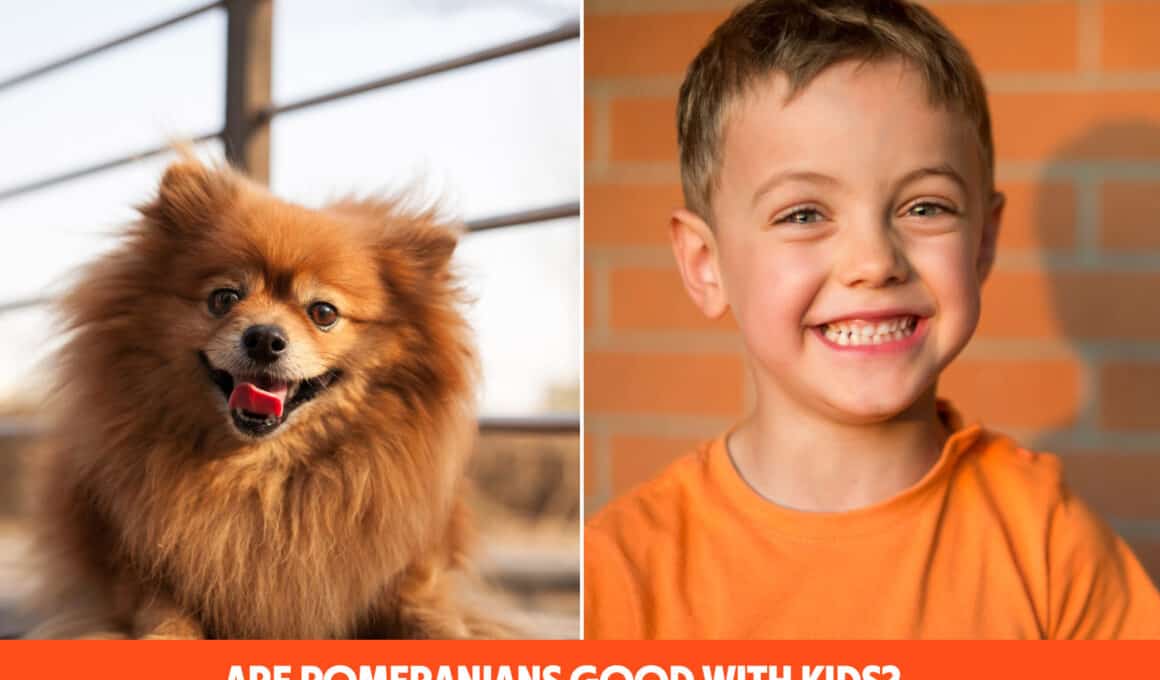 Are Pomeranians Good With Kids