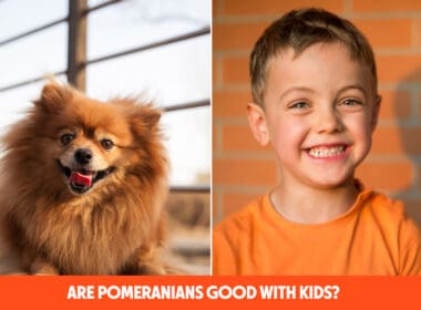 Are Pomeranians Good With Kids