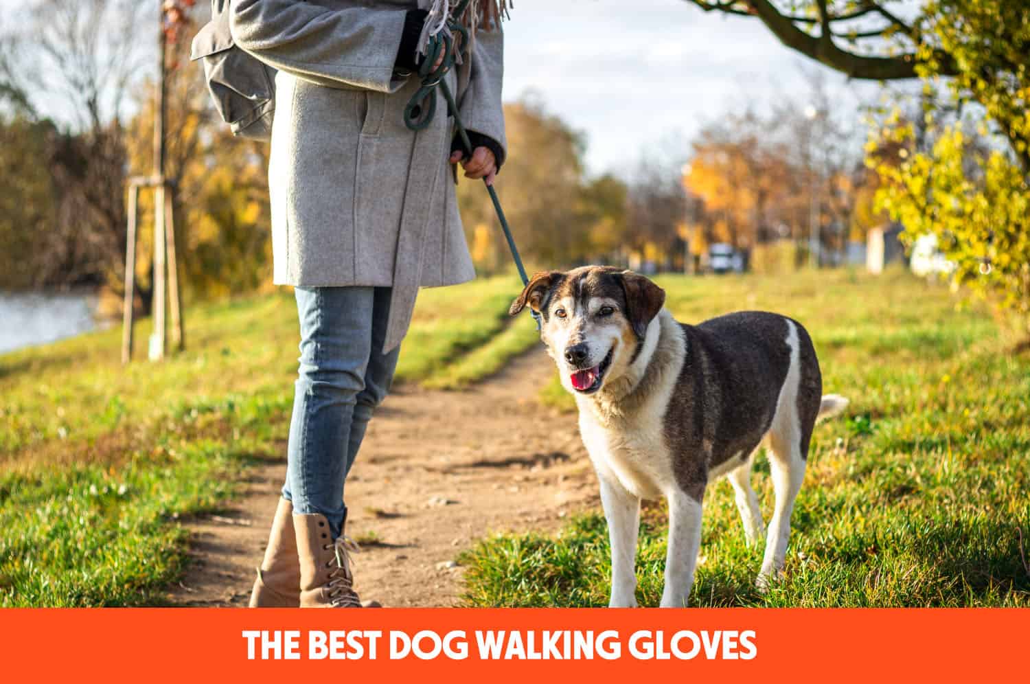 The Best Dog Walking Gloves (2024) ThePetsTome