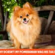 Why Doesn't My Pomeranian Wag His Tail?