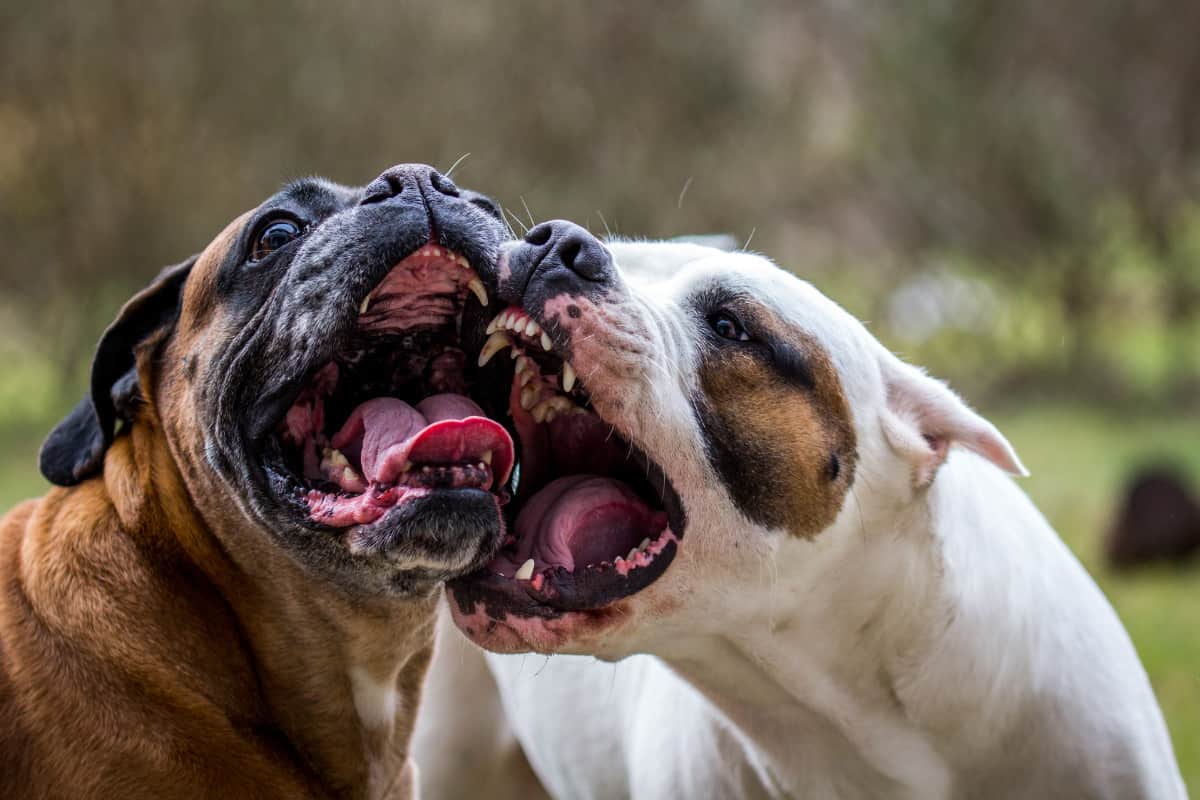 why do dogs open their mouths when playing