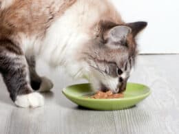 Can Cats Eat Garbanzo Beans