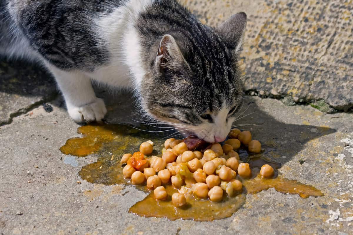 Can Cats Eat Garbanzo Beans