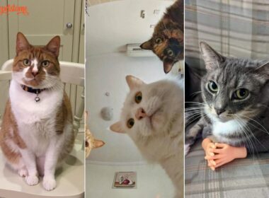 30 Hilarious Cat Memes Only Feline Parents Will Understand