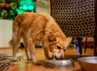 Can Dogs Eat Honey Buns? Is It Safe
