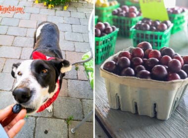 Can Dogs Eat Muscadines