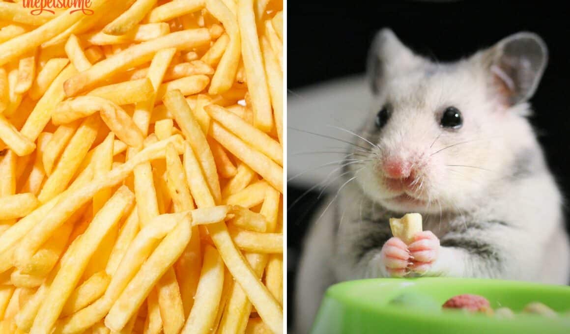 Can Hamster Eat French Fries