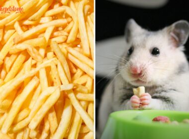 Can Hamster Eat French Fries