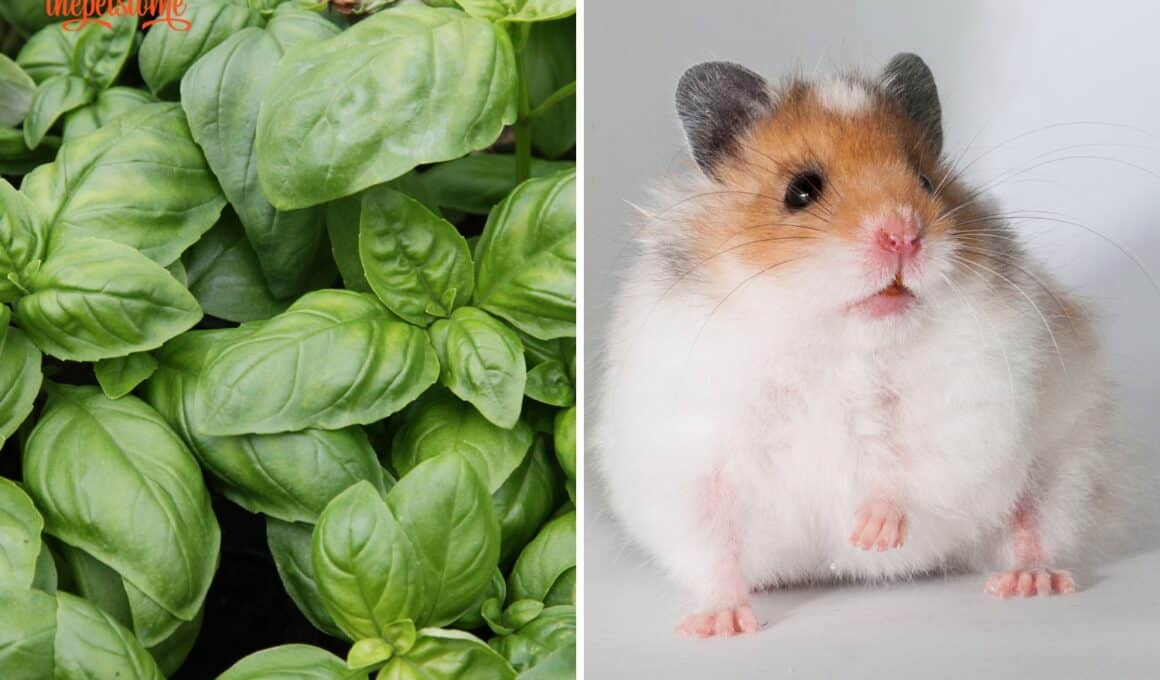 Can Hamsters Eat Basil