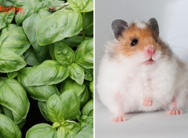 Can Hamsters Eat Basil
