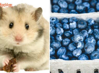 Can Hamsters Eat Blueberries