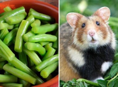 Can Hamsters Eat Green Beans