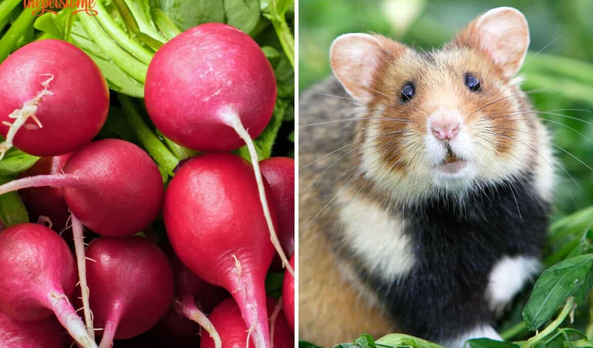 Can Hamsters Eat Radishes