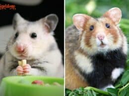 Can Hamsters Eat Sweet Potatoes