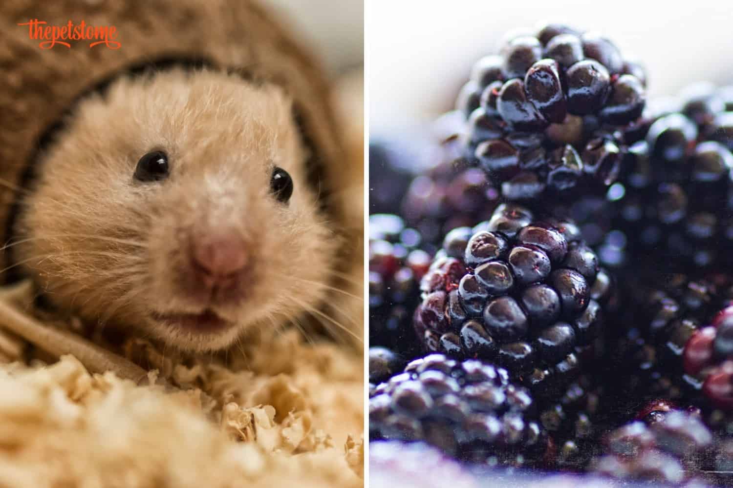 Can Hamsters Have Blackberries? (Vet Answer) ThePetsTome