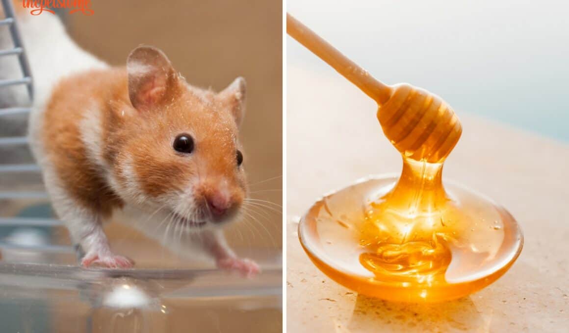 Can Hamsters Have Honey