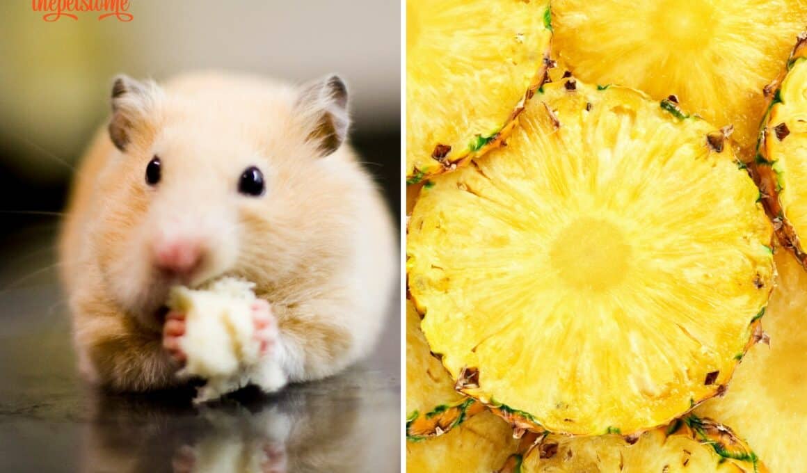 Can Hamsters Have Pineapple