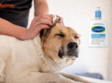 Can I Use Cetaphil Cleanser On My Dog