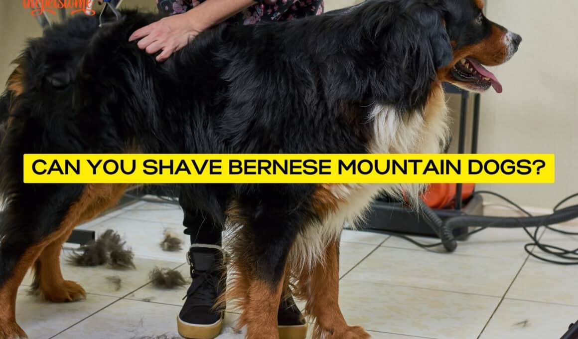 Can You Shave Bernese Mountain Dogs