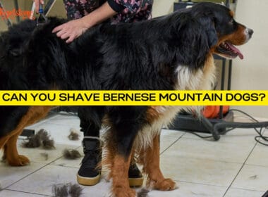 Can You Shave Bernese Mountain Dogs