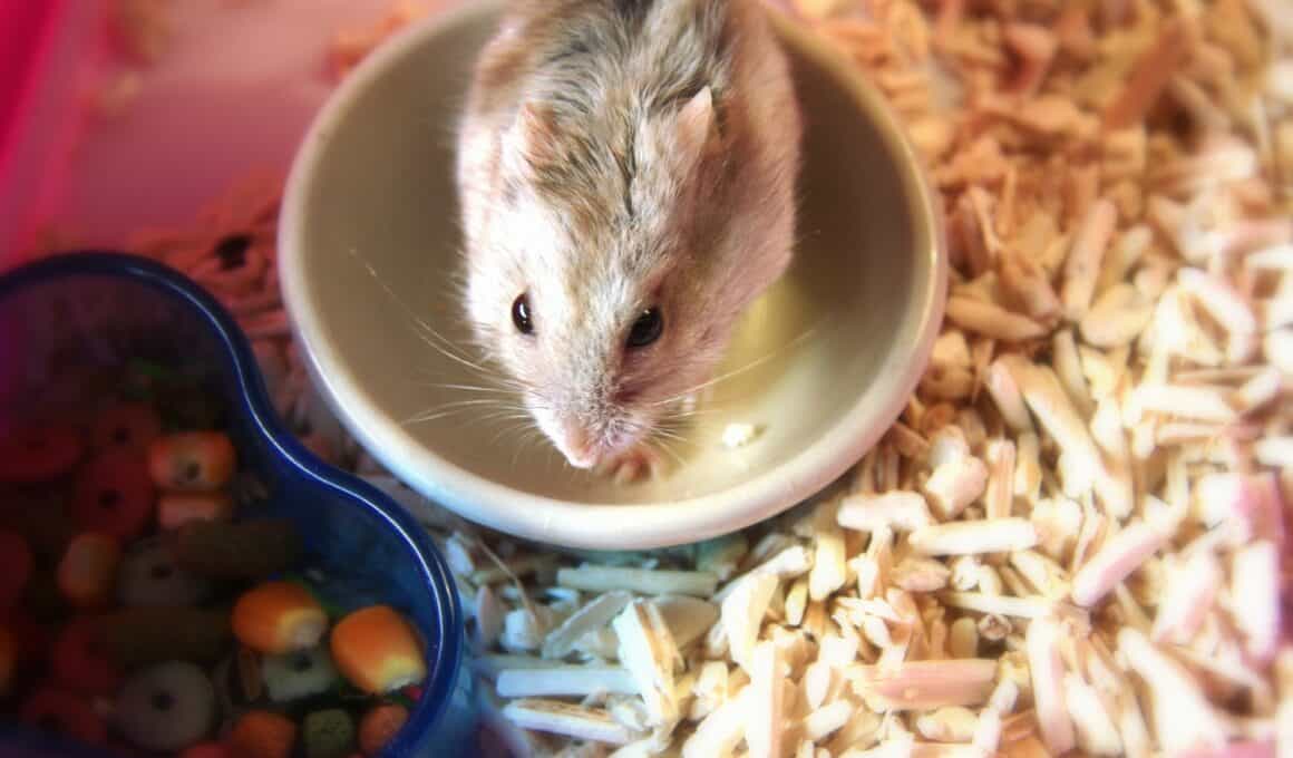 How Long Can Hamsters Go Without Food