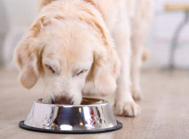 How Much Lion's Mane To Give To Dogs