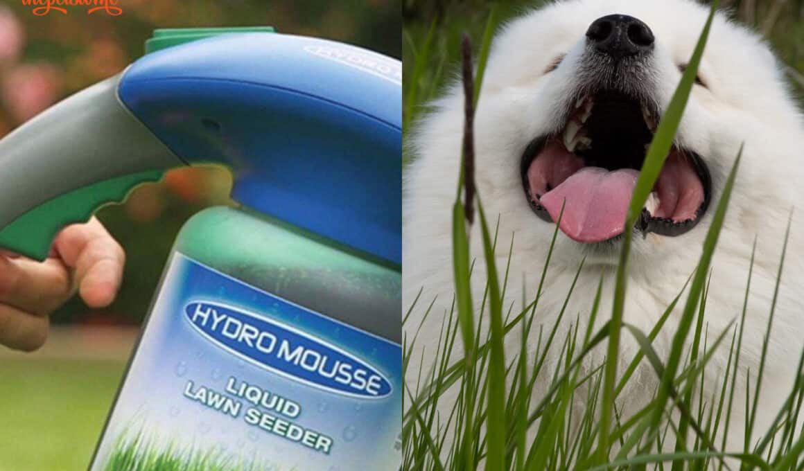 Is Hydro Mousse Safe For Dogs