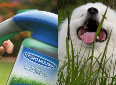 Is Hydro Mousse Safe For Dogs