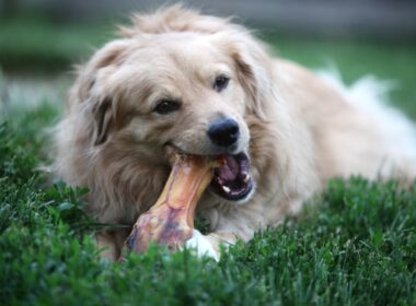 My Dog Ate Rib Bones And Now Has Diarrhea
