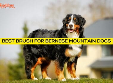The Best Brush For Bernese Mountain Dogs
