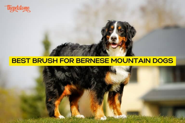 The Best Brush For Bernese Mountain Dogs