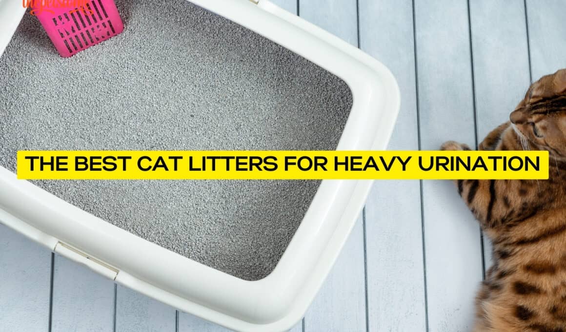 The Best Cat Litters For Heavy Urination
