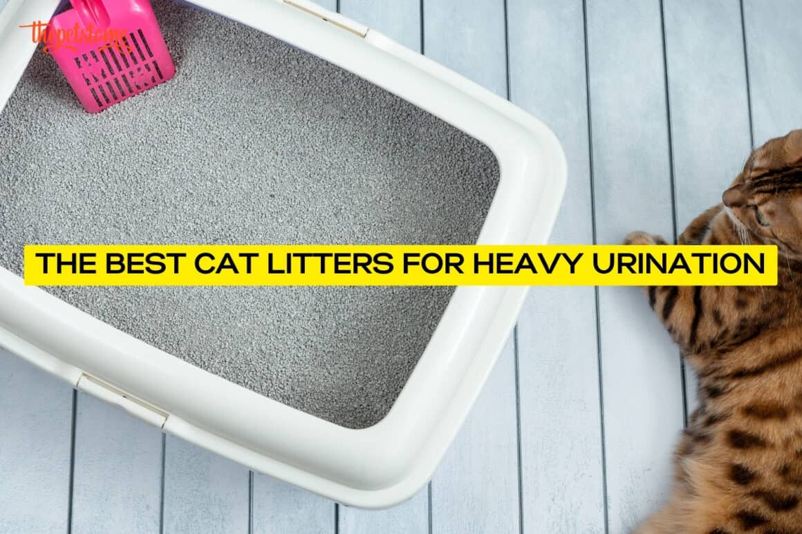 The Best Cat Litters For Heavy Urination