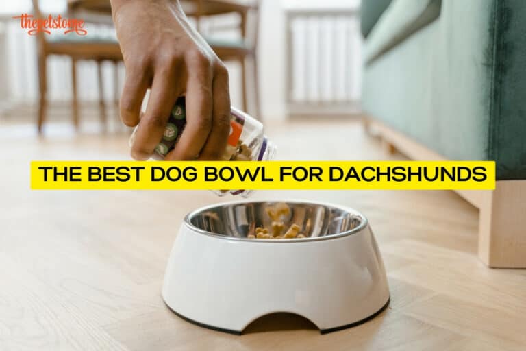 The Best Dog Bowl For Dachshunds