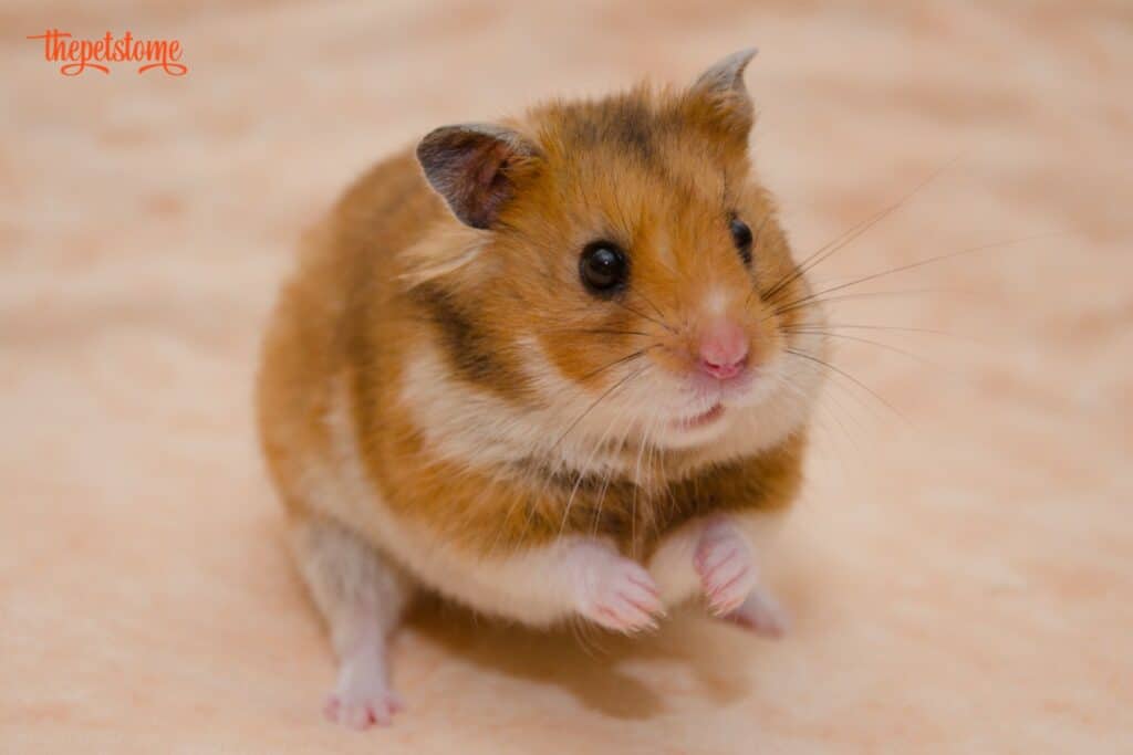 Why Do Hamsters Bleed Before They Die