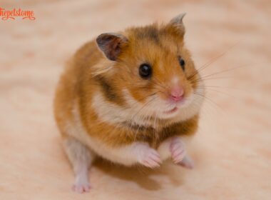Why Do Hamsters Bleed Before They Die