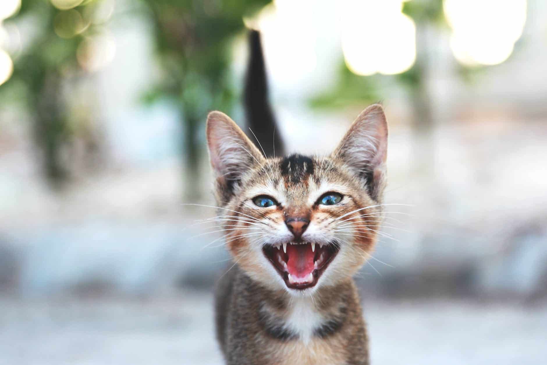 photo of little cat meowing