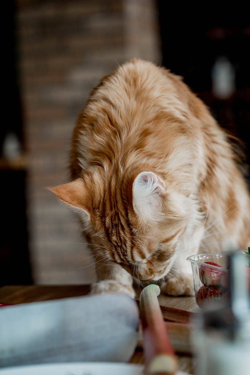 orange tabby cat sniffing on wooden table