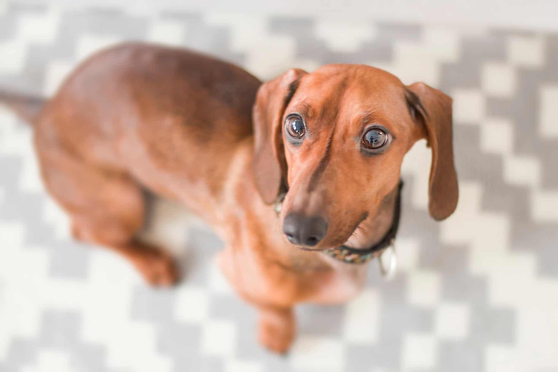 close up photography of dachshund