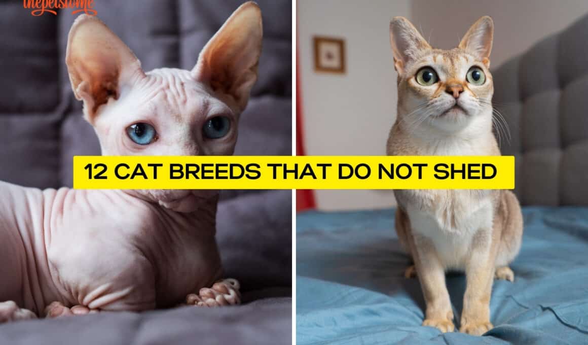 12 Cat Breeds That Do Not Shed 