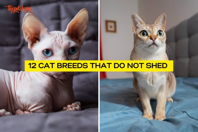 12 Cat Breeds That Do Not Shed 