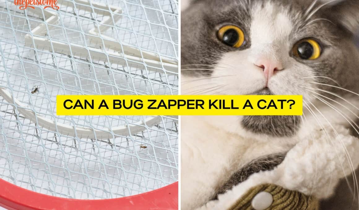 Can A Bug Zapper Kill A Cat