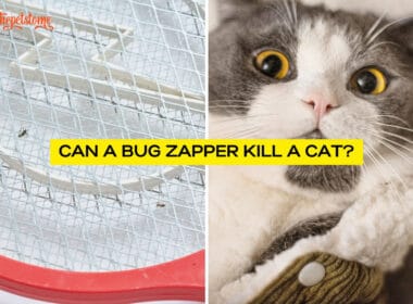 Can A Bug Zapper Kill A Cat