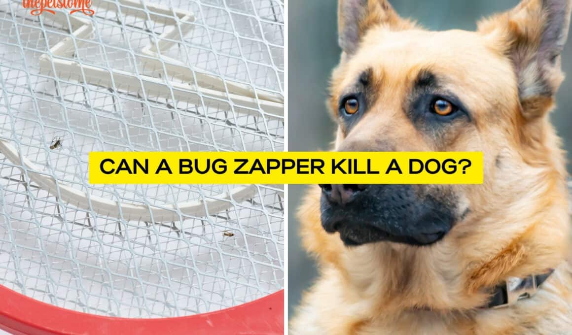 Can A Bug Zapper Kill A Dog