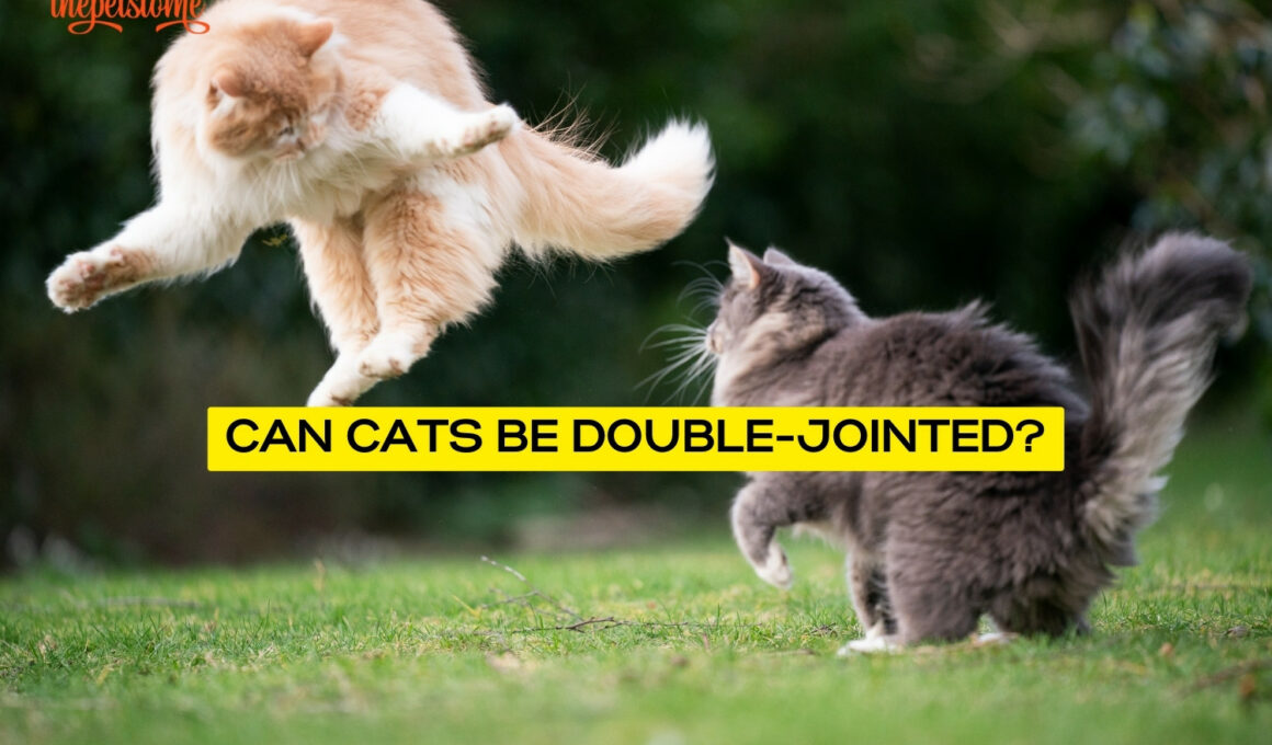 Can Cats Be Double-Jointed